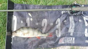European Perch