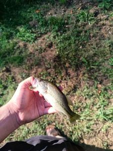 Largemouth Bass