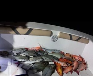 Red Snapper