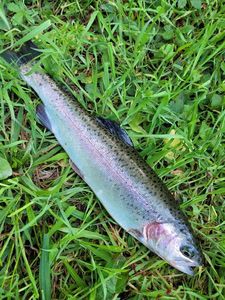 Rainbow Trout
