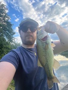 Largemouth Bass