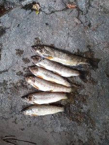 Brown Trout