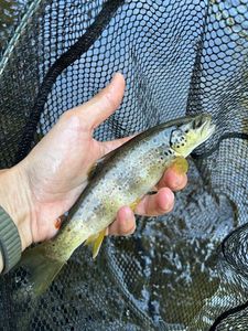 Brown Trout