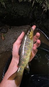 Brown Trout