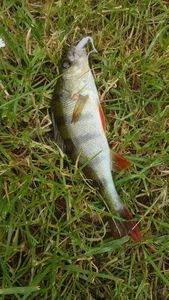 European Perch