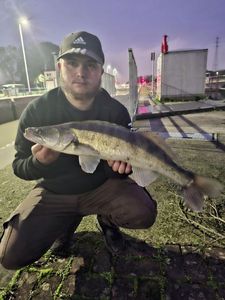 Zander