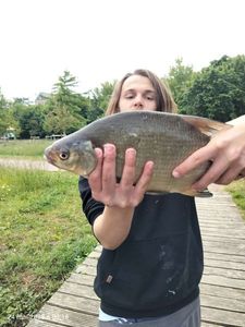 Common Bream