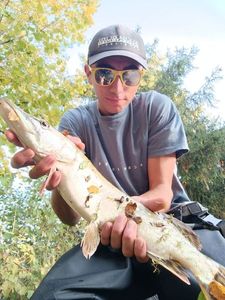 Northern Pike