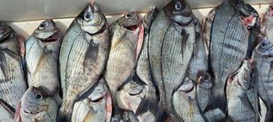 Black Seabream