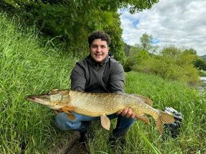 Chain Pickerel