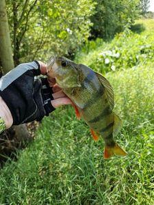 European Perch