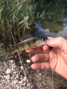 European Perch