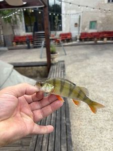 Yellow Perch