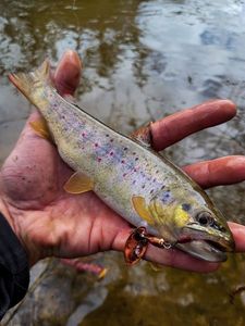 Brown Trout