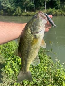 Largemouth Bass