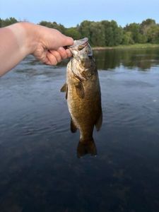 Smallmouth Bass