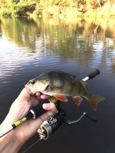 European Perch