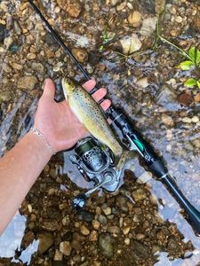 Brown Trout