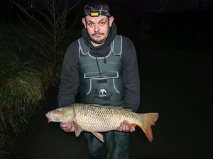 Common Carp
