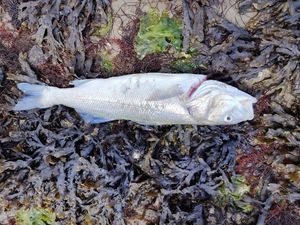 European Bass (Seabass)