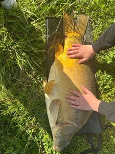 Leather Carp
