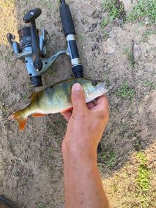 European Perch