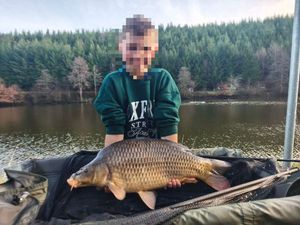 Common Carp