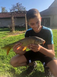 Common Carp