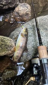 Brown Trout