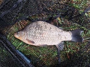 Crucian Carp