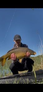Mirror Carp