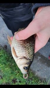 Crucian Carp