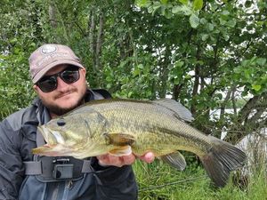 Largemouth Bass