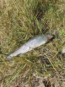 Rainbow Trout