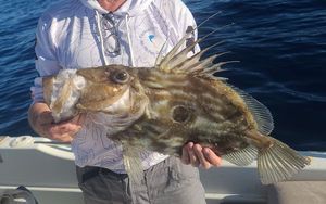 John Dory