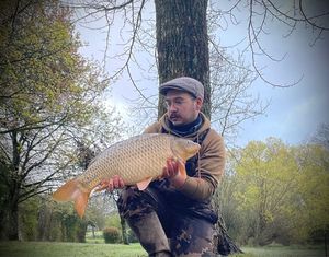 Common Carp