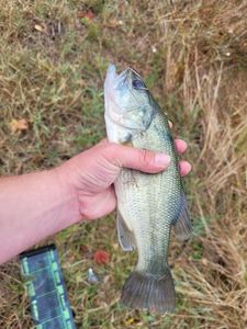 Largemouth Bass