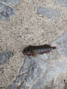 Common Intertidal Fish