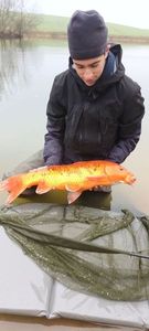 Koï Fish