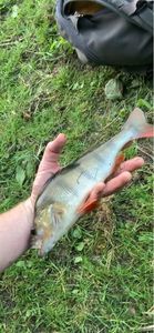 European Perch