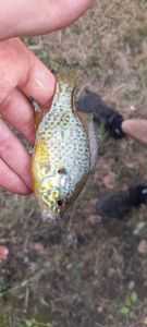 Green Sunfish