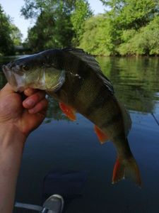 European Perch