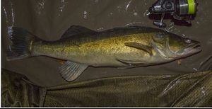 Zander