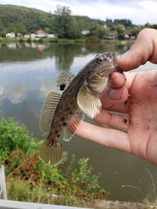 Round Goby