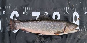 Brook Trout