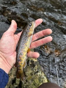 Brown Trout