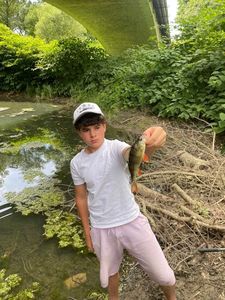 European Perch