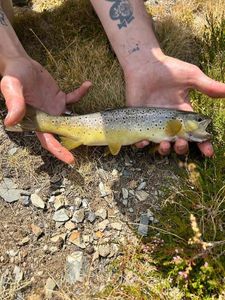 Brown Trout