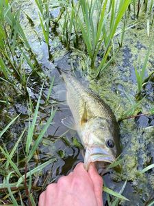 Largemouth Bass