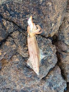 European Squid